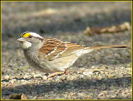 throated sparrow sparrows bird sdakotabirds species zonotrichia albicollis head north farm dakota stripes tan poop south texas crowned taxonomy