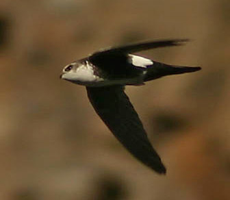 White-throated Swift - Aeronautes saxatalis