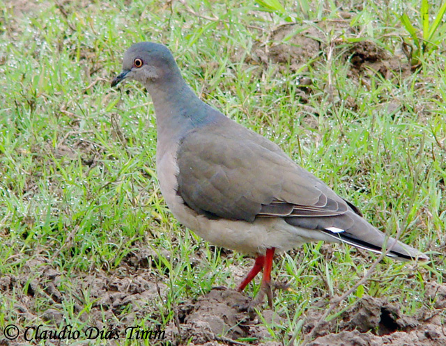 White-tipped Dove - Leptotila verreauxi