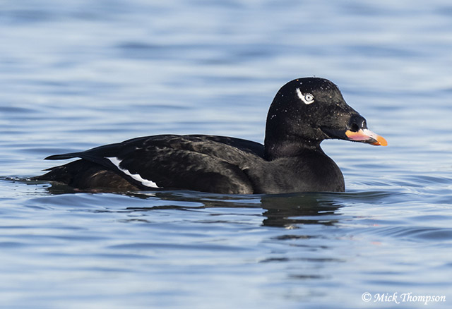 White-winged Scoter - Melanitta deglandi