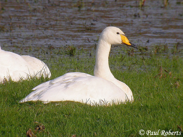 Whooper Swan - Cygnus cygnus