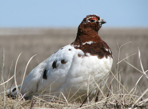 Willow Ptarmigan - Lagopus lagopus