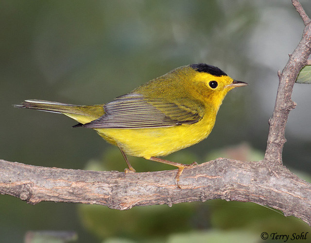 Wilson's Warbler - Cardellina pusilla