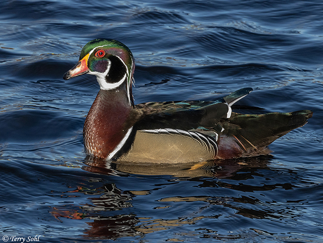 Wood Duck - Aix sponsa