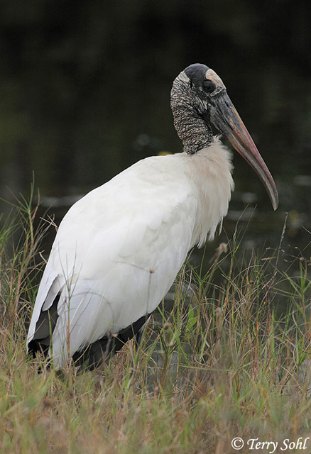 Wood Stork - Mycteria americana