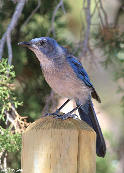 Woodhouse's Scrub Jay - Aphelocoma woodhouseii