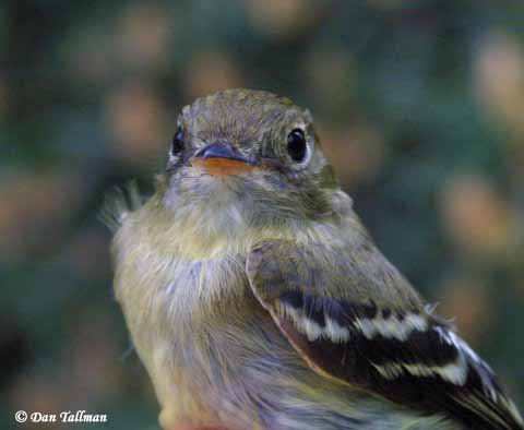 Yellow-bellied Flycatcher - Empidonax flaviventris