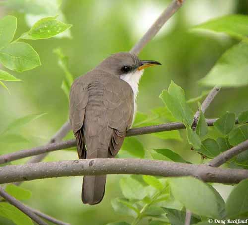 http://sdakotabirds.com/species/photos/yellow_billed_cuckoo.jpg