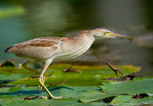 Yellow Bittern - Ixobrychus sinensis