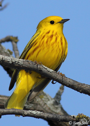 Yellow Warbler - Setophaga petechia