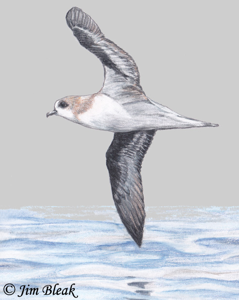 Zino's Petrel - Pterodroma madeira