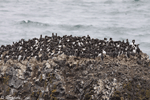 Common Murre - Uria aalge