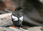 Pigeon Guillemot - Cepphus columba