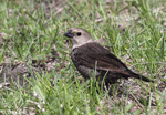 Brown-headed Cowbird 5 - Molothrus ater