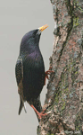 European Starling 5 - Sturnus vulgaris