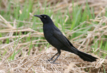 Great-tailed Grackle 4 - Quiscalus mexicanus