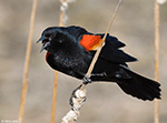 Red-winged Blackbird 25 - Agelaius phoeniceus