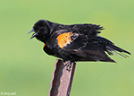 Red-winged Blackbird 26 - Agelaius phoeniceus
