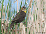 Yellow-headed Blackbird 10 - Xanthocephalus xanthocephalus