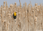 Yellow-headed Blackbird 11 - Xanthocephalus xanthocephalus