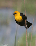 Yellow-headed Blackbird 14 - Xanthocephalus xanthocephalus