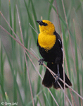 Yellow-headed Blackbird 15 - Xanthocephalus xanthocephalus