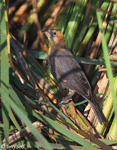 Yellow-headed Blackbird 16 - Xanthocephalus xanthocephalus