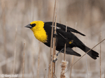 Yellow-headed Blackbird 18 - Xanthocephalus xanthocephalus