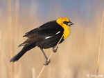 Yellow-headed Blackbird 1 - Xanthocephalus xanthocephalus