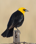 Yellow-headed Blackbird 22- Xanthocephalus xanthocephalus