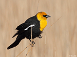Yellow-headed Blackbird 25 - Xanthocephalus xanthocephalus