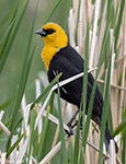 Yellow-headed Blackbird 26 - Xanthocephalus xanthocephalus
