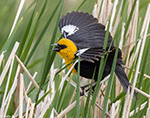 Yellow-headed Blackbird 27 - Xanthocephalus xanthocephalus