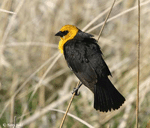 Yellow-headed Blackbird 2 - Xanthocephalus xanthocephalus