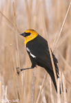 Yellow-headed Blackbird 6 - Xanthocephalus xanthocephalus
