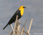 Yellow-headed Blackbird 7 - Xanthocephalus xanthocephalus