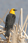 Yellow-headed Blackbird 8 - Xanthocephalus xanthocephalus