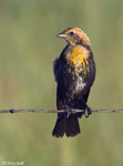 Yellow-headed Blackbird 9 - Xanthocephalus xanthocephalus