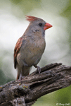 Northern Cardinal 14 (female) - Cardinalis cardinalis