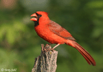 Northern Cardinal 15 (male) - Cardinalis cardinalis