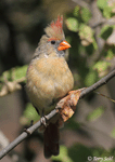 Northern Cardinal 17 (Female) - Cardinalis cardinalis