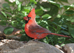 Northern Cardinal 19 (Male) - Cardinalis cardinalis