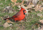 Northern Cardinal 1 (Male) - Cardinalis cardinalis