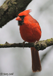Northern Cardinal 22 (Male) - Cardinalis cardinalis