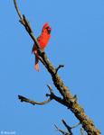 Northern Cardinal 24 (male)- Cardinalis cardinalis
