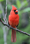 Northern Cardinal 26 - Cardinalis cardinalis