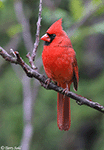 Northern Cardinal 27 - Cardinalis cardinalis