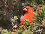 Northern Cardinal 2 (Male) - Cardinalis cardinalis