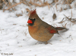 Northern Cardinal 7 (Female) - Cardinalis cardinalis