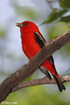 Scarlet Tanager 1 - Piranga olivacea